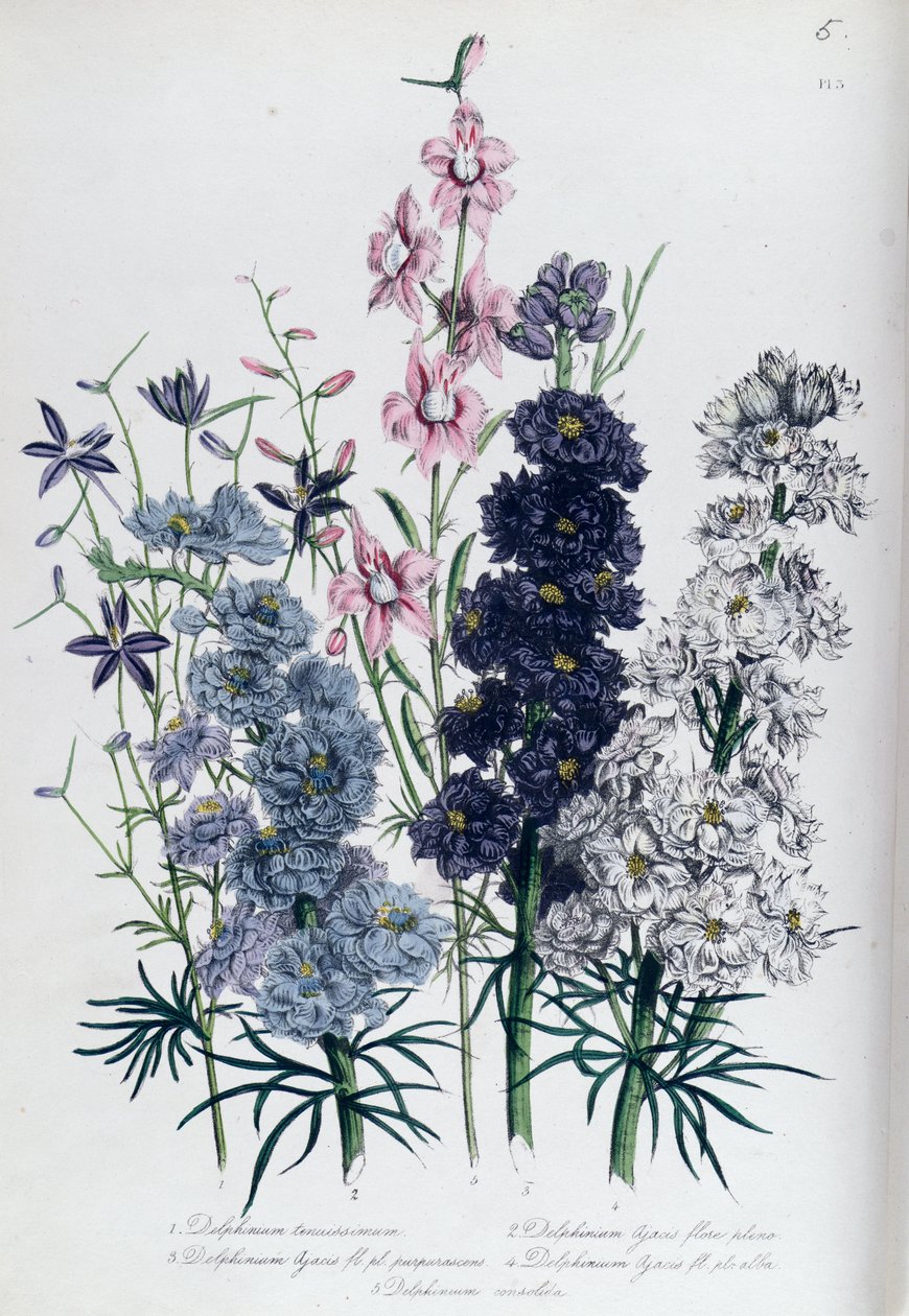 Delphiniums ، اللوحة 3 من "حديقة الزهور للسيدات" ، نُشرت عام 1842 بواسطة جين لودون