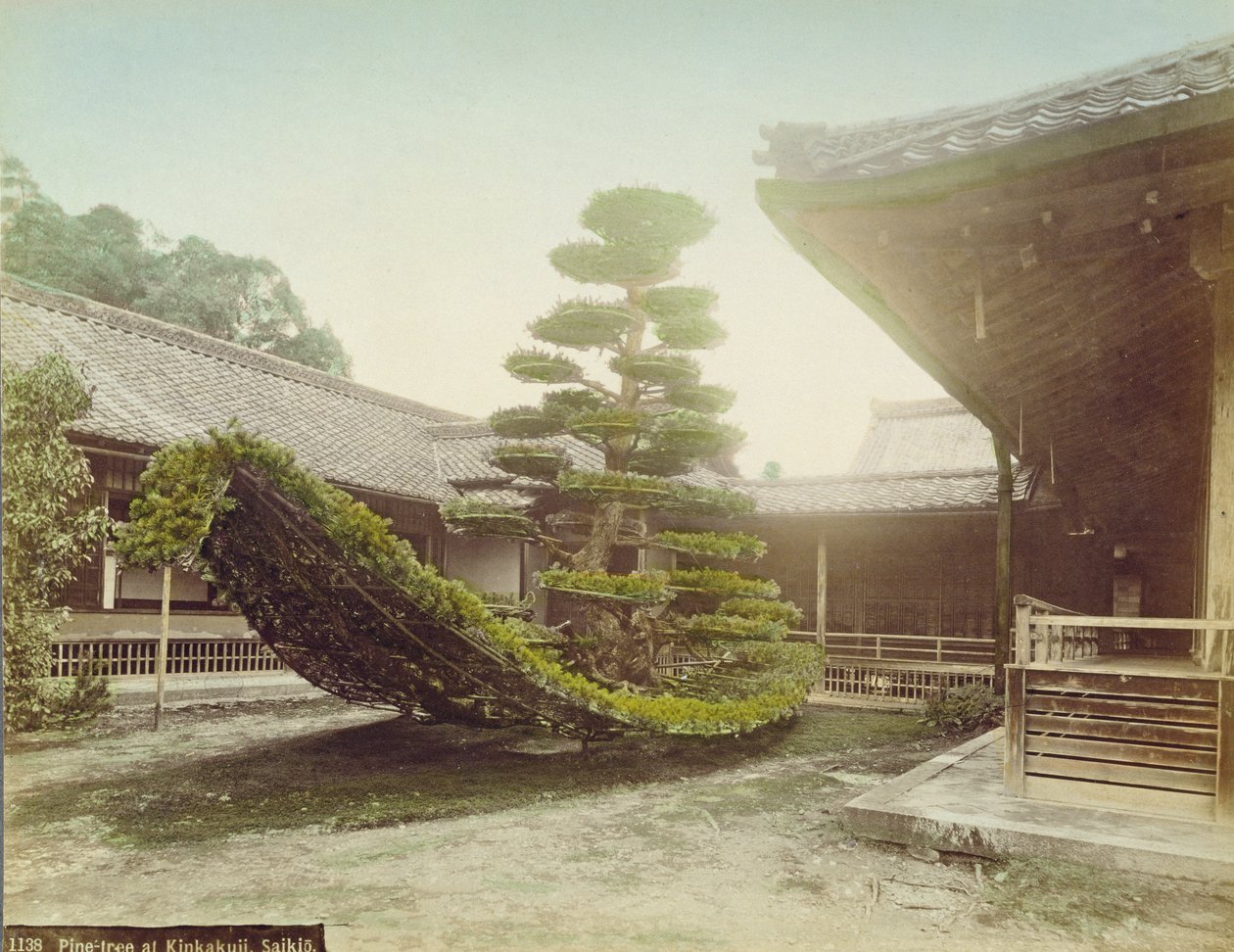 شجرة صنوبر في Kinkaku-ji ، كيوتو ، c.1905 (صورة ملونة) بواسطة مصور ياباني