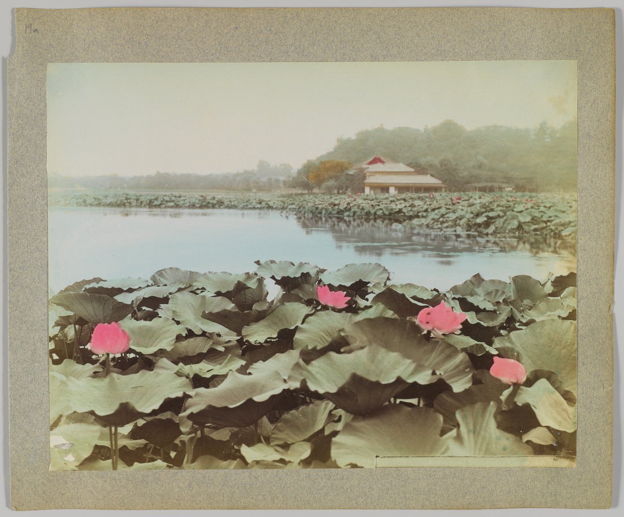 Lotuses in Shinobadzu Pond, Uyeno Park, Tokyo, Japan (hand-coloured b/w photo) بواسطة مصور ياباني
