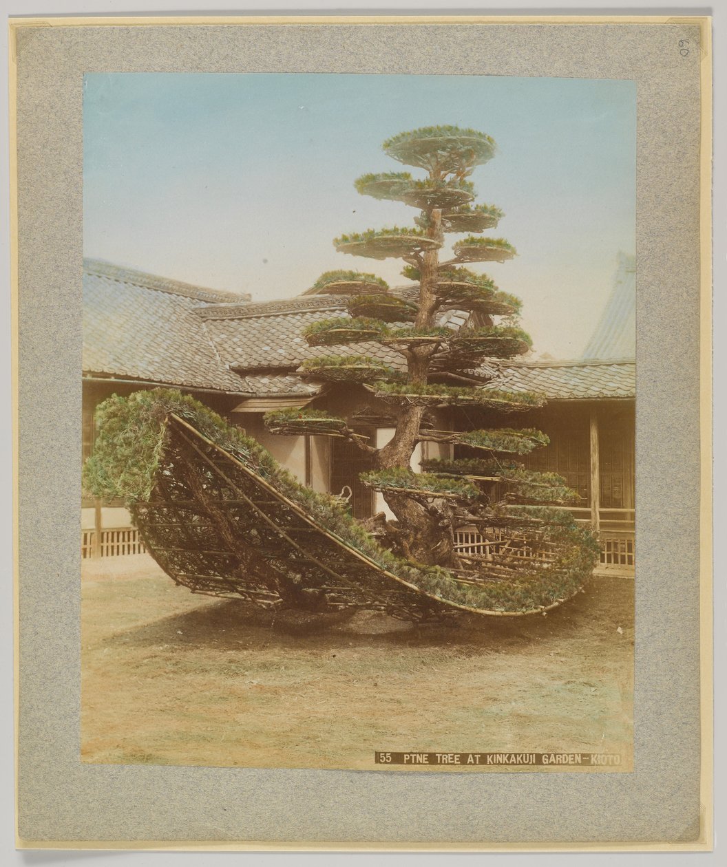 شجرة الصنوبر في حديقة Kinkakuji ، كيوتو ، اليابان (صورة بلون أبيض وأسود ملونة يدويًا) بواسطة مصور ياباني