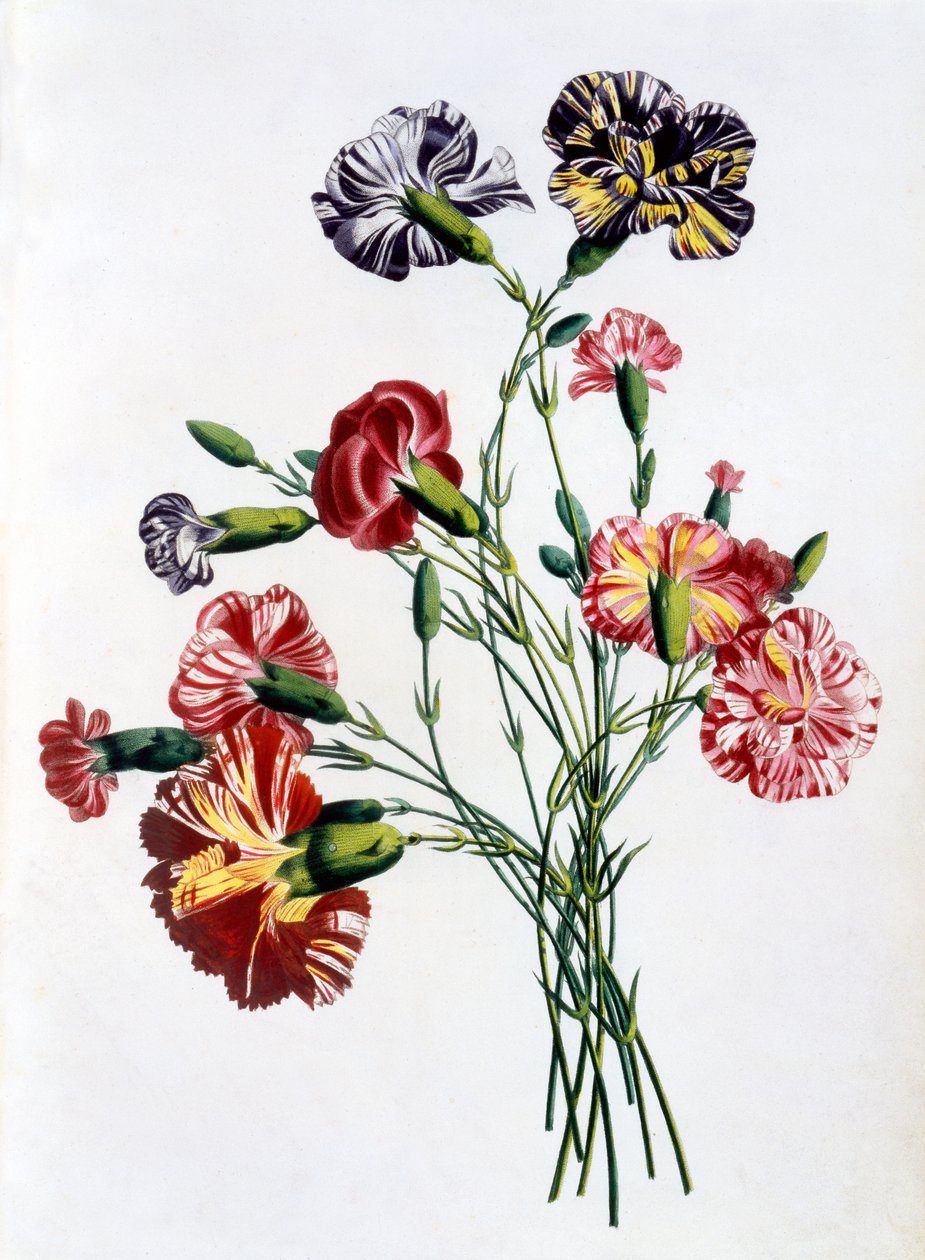 باقة القرنفل ، من مجموعة Collection of Fleurs et des Fruits apres Nature ، تم نشرها عام 1805 (نقش الألوان) بواسطة جان لويس بريفوست