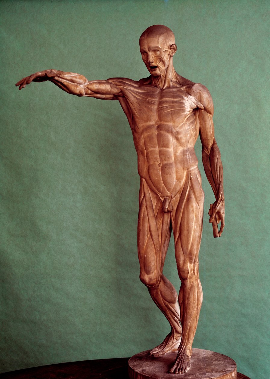 علم التشريح البشري. Ecorche لجين أنطوان هودون (1741-1828) بواسطة جان انطوان هدون