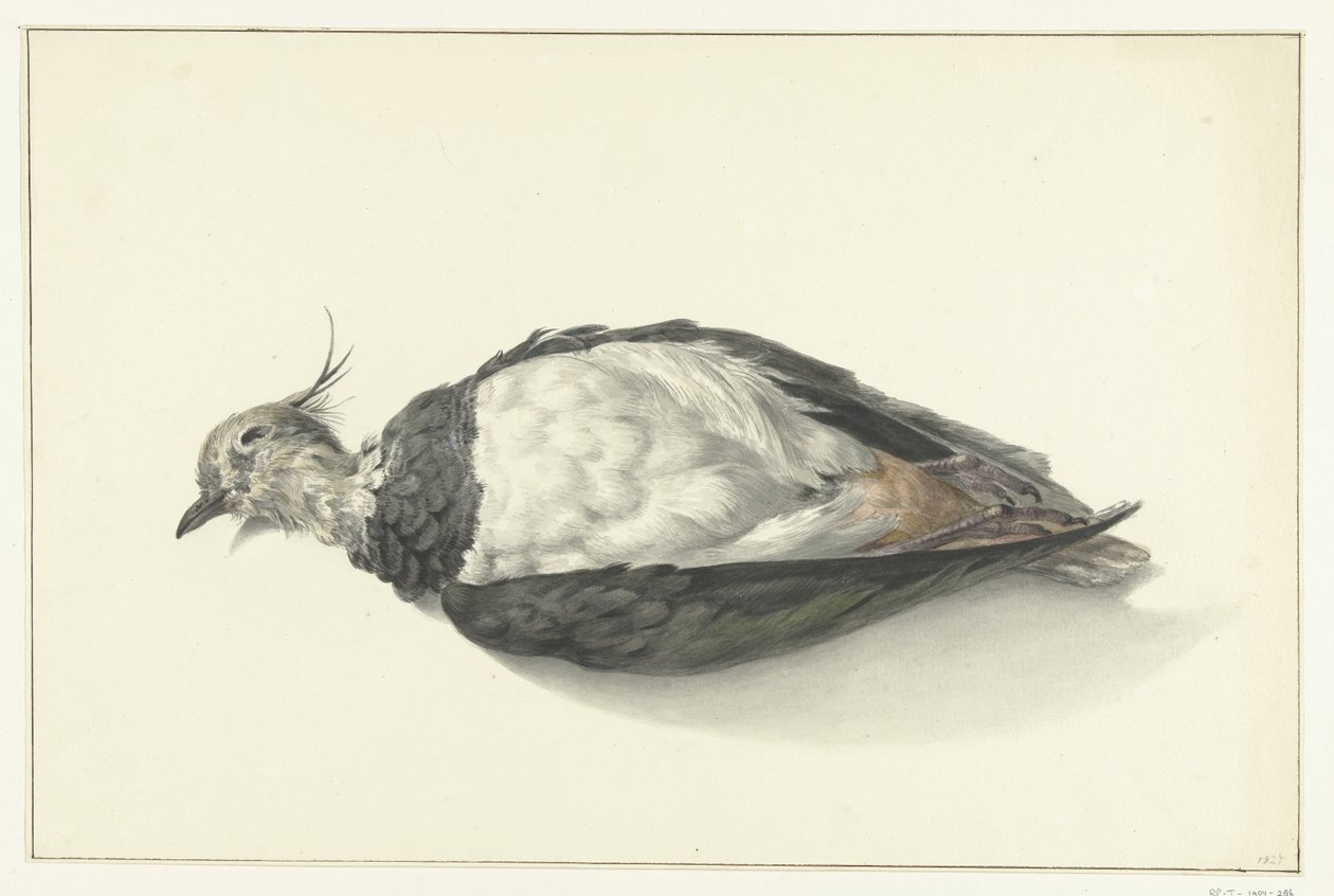 الكذب ميتا lapwing بواسطة جان برنارد