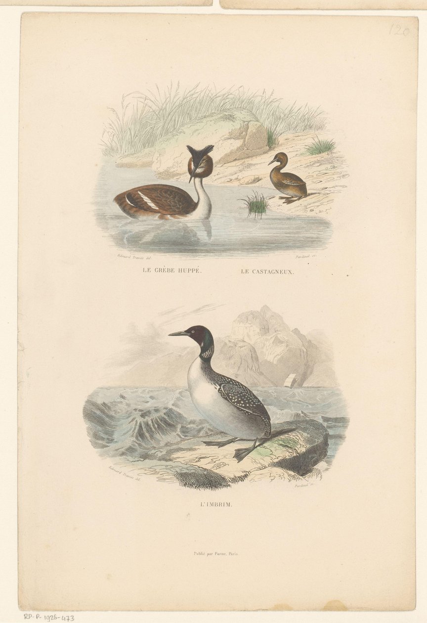 Grote kuiffuut، dodaar en ijsduiker الغريب العظيم المتوج ، الصغير (العنوان على الجسم) The imbrim (العنوان على الكائن) بواسطة جان تشارلز باردينيل