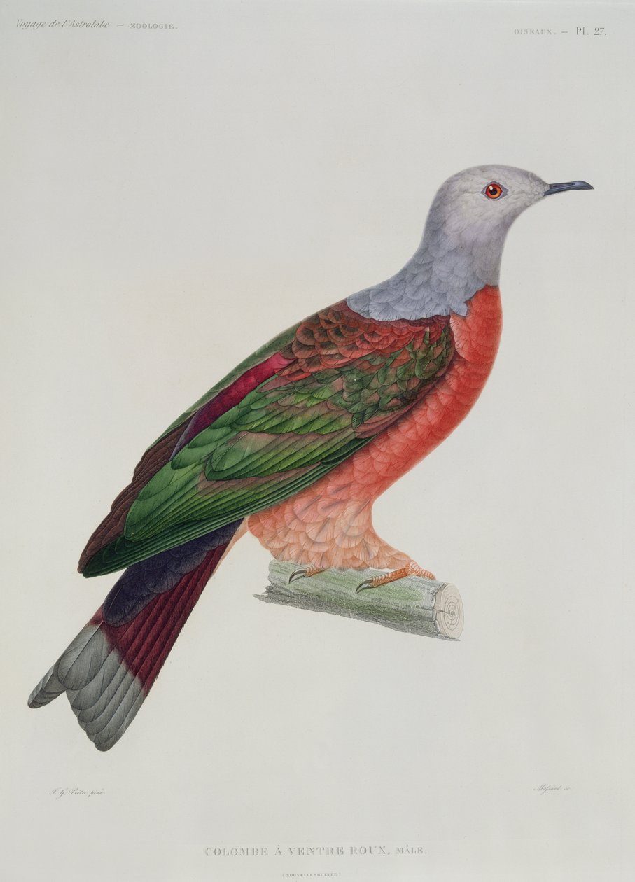 The Bleeding Heart Dove ، رسم توضيحي من &39;L&39;Astrolabe&39; بواسطة Dumond D&39;Urville ، منقوش بواسطة Massard ، تم نشره عام 1833 بواسطة جان غابرييل بريتر