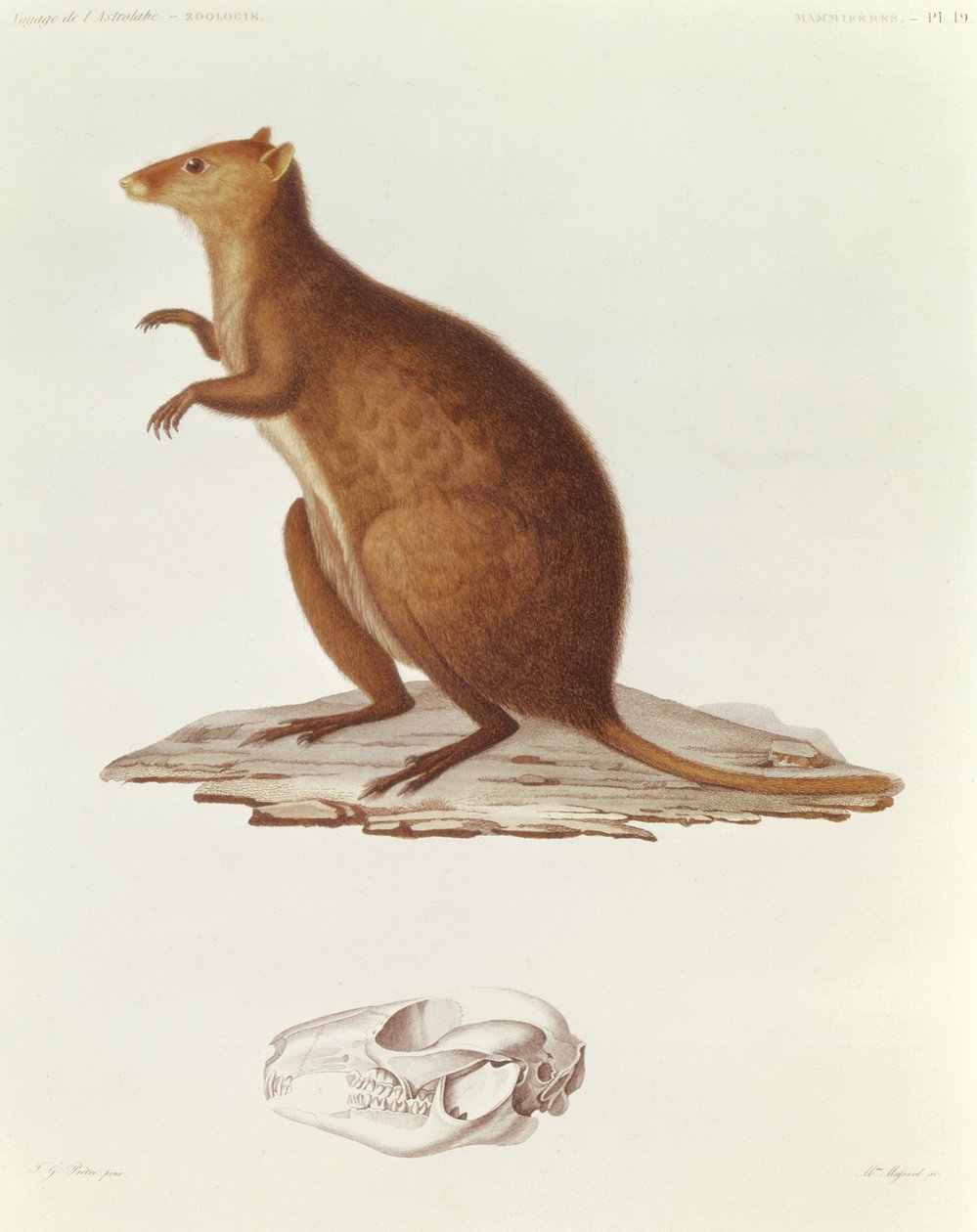 The Wallaby أو الكنغر قصير الذيل (setonix brachyrus) التوضيح من Voyage de la Corvette lAstrolabe Pendant les Annes 1826-29 بقلم Jules Sebastien Cesar Dumont dUrville (1790-1842) 1830-35 (engr بواسطة جان غابرييل بريتر