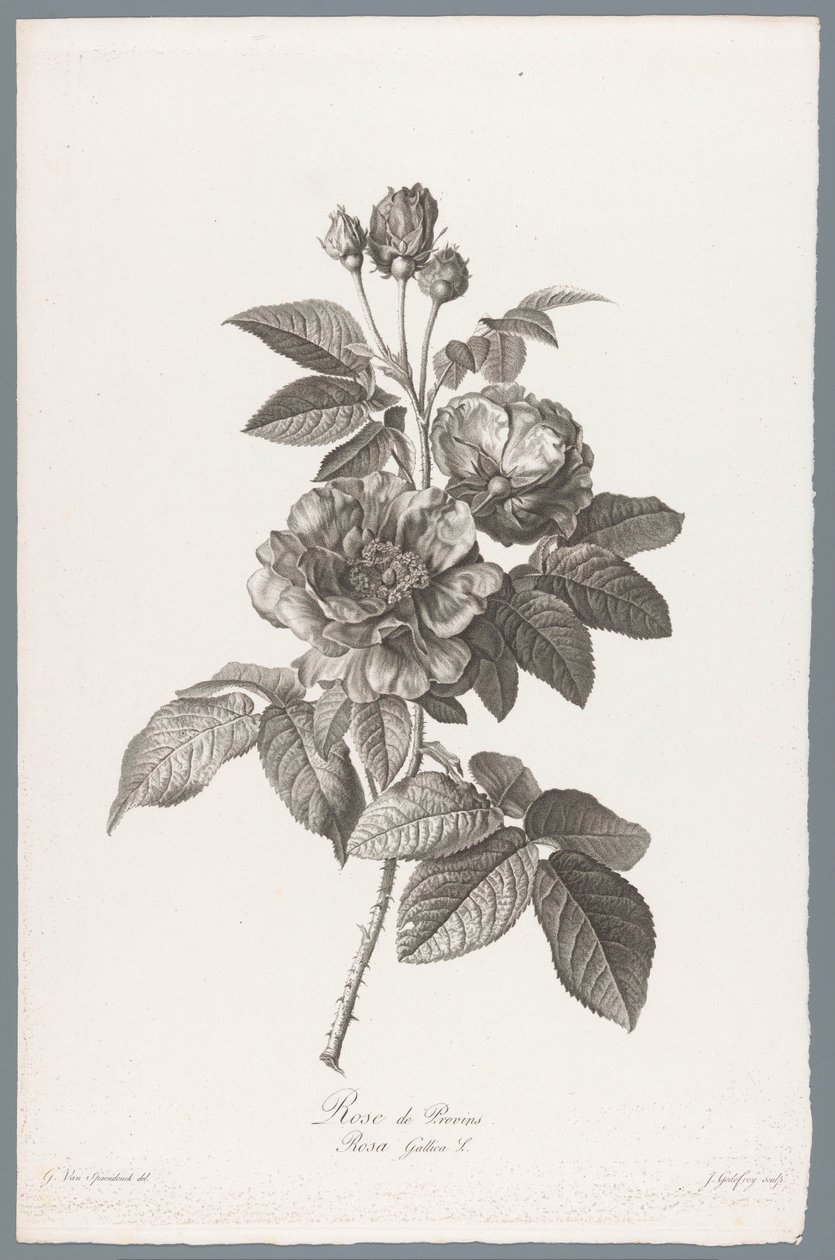 رو الفرنسية Rose de Provins / Rosa Gallica L. (العنوان على الكائن) زهور مستمدة من الطبيعة (...) (عنوان السلسلة) بواسطة جان جودفروي