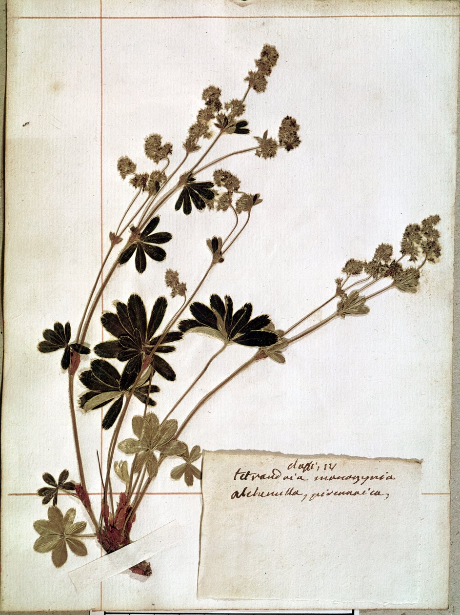 Alchemilla ، من معشبة (زهور مضغوطة) بواسطة جان جاك روسو