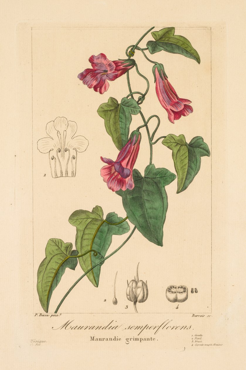 نباتات البستانيين والهواة والمصنعين: Maurandia semperflorens ، 1836. بواسطة جان بيير فريدريك باروا