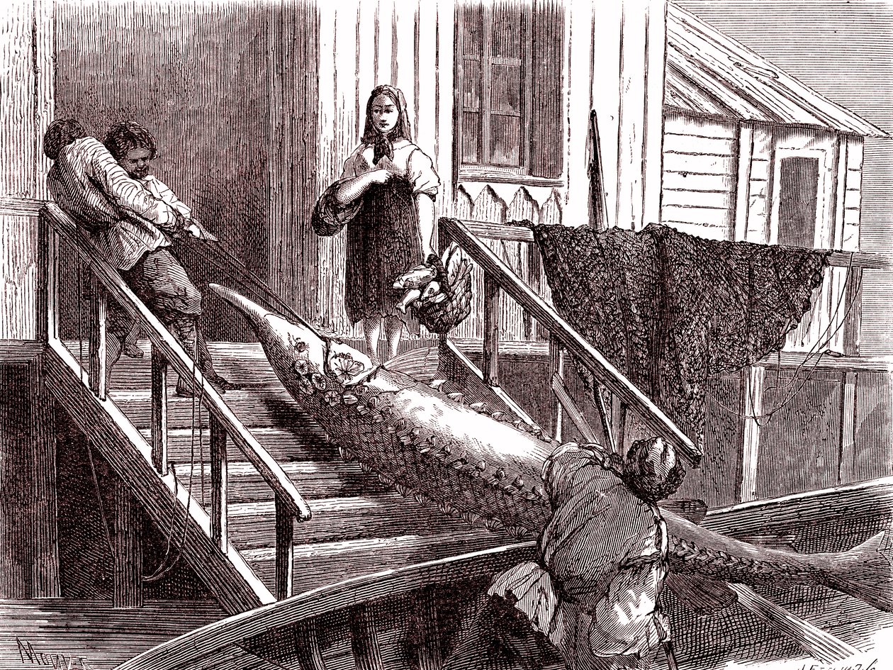 صيد سمك الحفش في نهر الفولغا، روسيا. 1867 (نقش) بواسطة جان بيير موينت
