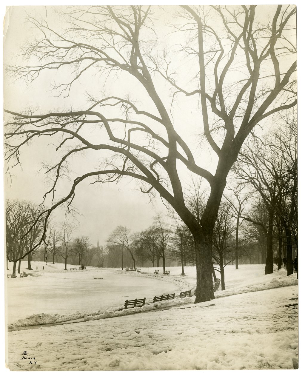 Boston Common & frog-pond ، عن طريق الشجرة ، بوسطن ، الولايات المتحدة الأمريكية ، حوالي 1902-10 (صورة فضية للجيلاتين) بواسطة جيسي تاربوكس بيلز