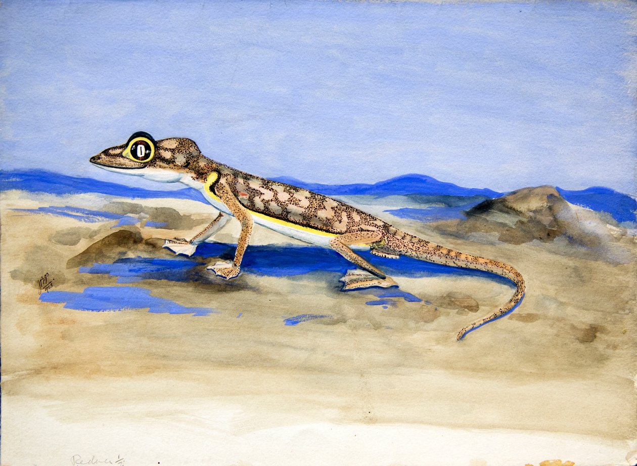 Palmatogecko rangei Anderson ، 1928 (المرحاض على الورق) بواسطة جوان بروكتر