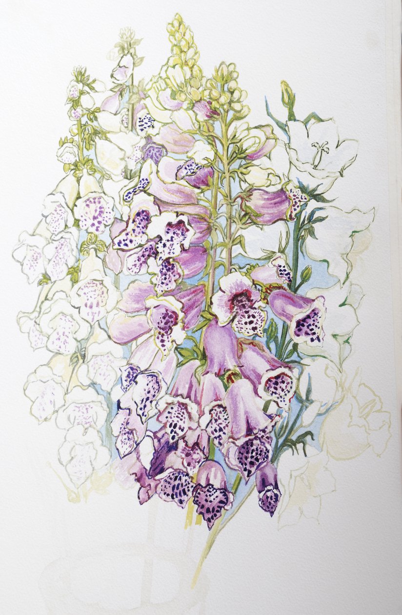 Foxgloves و White Campanulas ، 2012 ، (مرحاض على ورق مصنوع يدويًا) بواسطة جوان ثيسي