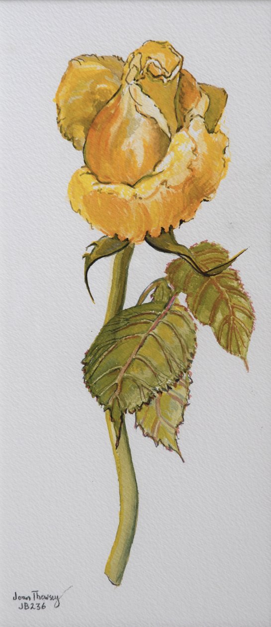 Single Yellow Rose Arthur Bell 2006 (لون مائي على ورق) بواسطة جوان ثيسي