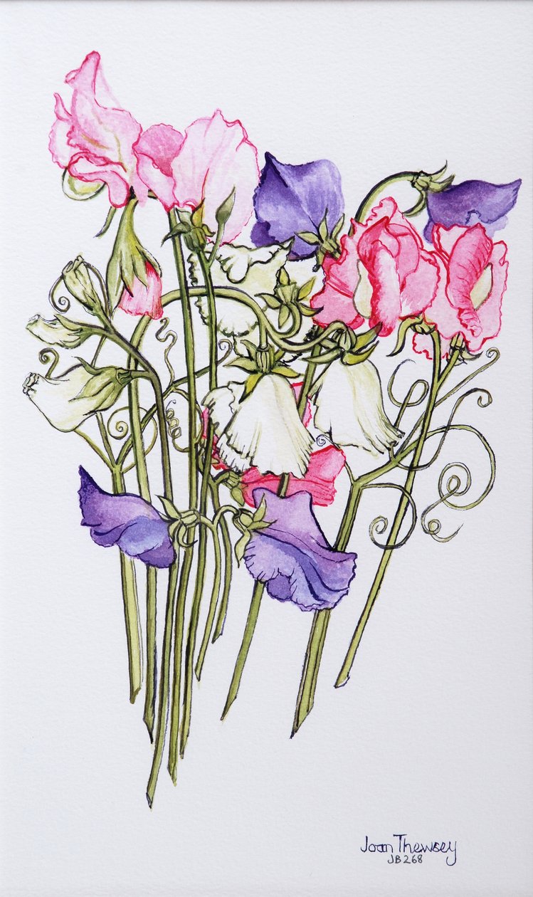 Ten Sweet Peas with Tendrils 2012 بواسطة جوان ثيسي