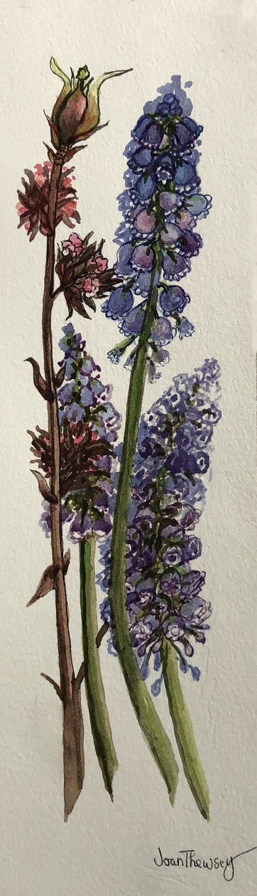 Muscari و Viburnum bodnantense (ألوان مائية) بواسطة جوان ثيسي