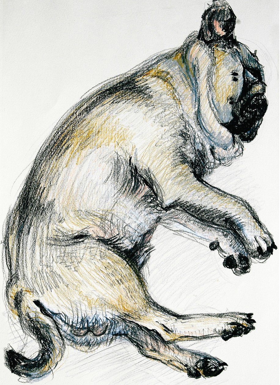 Sleeping Pug One ، 2000 ، (زيت باستيل) بواسطة جوان ثيسي