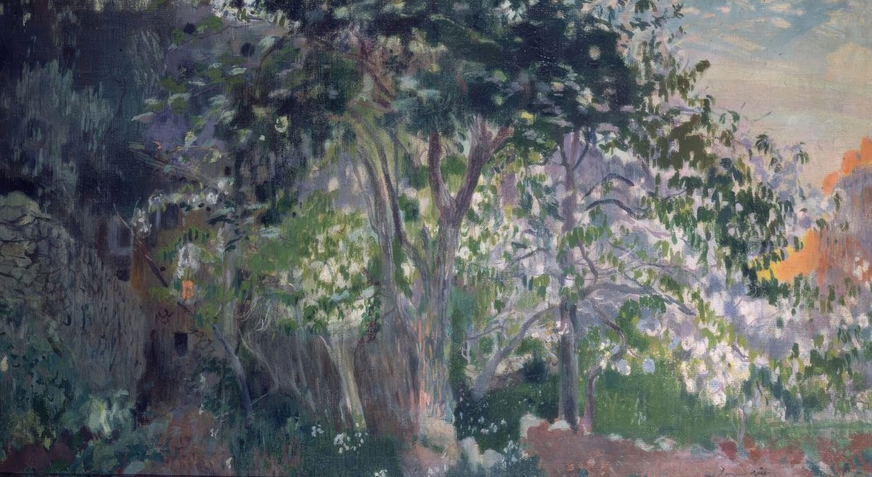 الشجرة الرمادية ، سا كالوبرا ، مايوركا بواسطة Joaquim Mir i Trinxet