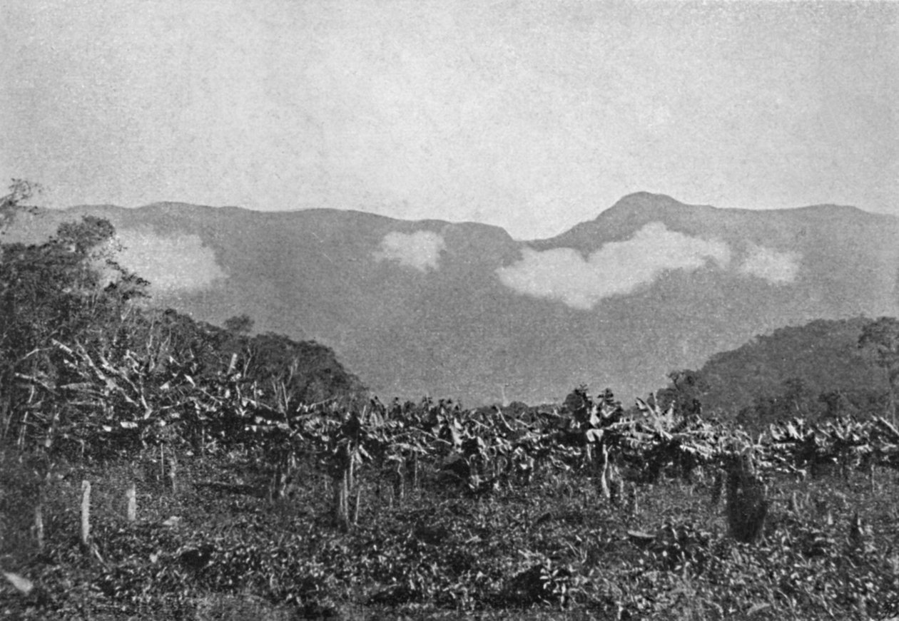 'Bananal Cubatao' ، الموز ، كوباتو ، 1895 بواسطة يوهان ألبرت كونستانتين لوفغرين
