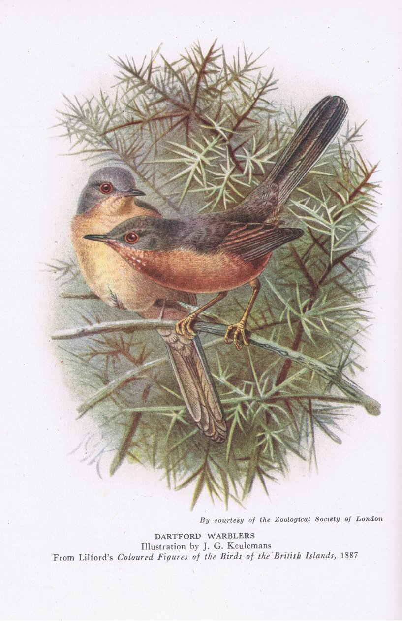 Dartford Warblers ، الطبيعة في بريطانيا نشرها كولينز ، 1946 بواسطة يوهان جيرارد كوليمانز