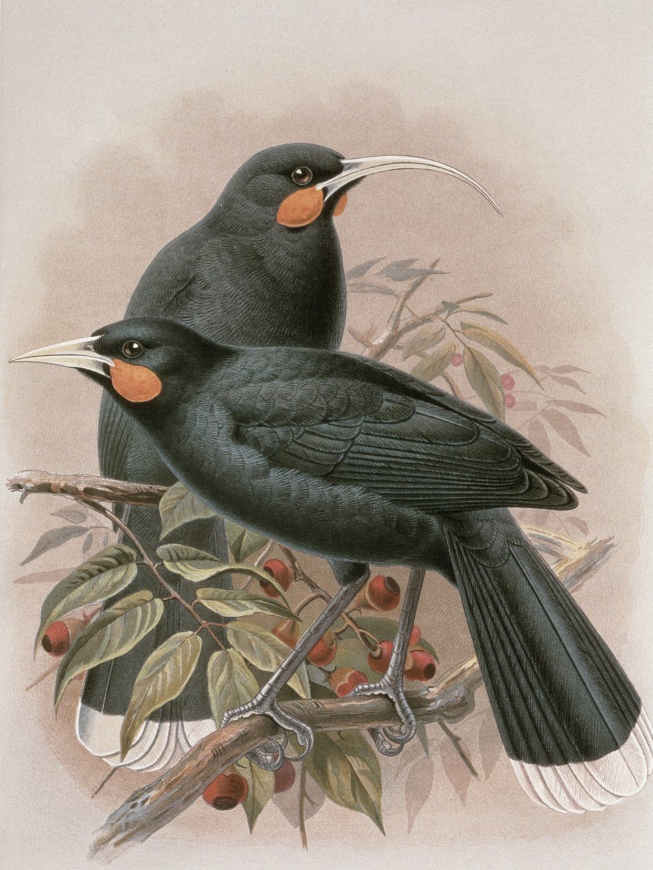 Huia ، توضيح من "تاريخ طيور نيوزيلندا" بقلم WL Buller ، 1887-88 (chromolitho) بواسطة يوهان جيرارد كوليمانز