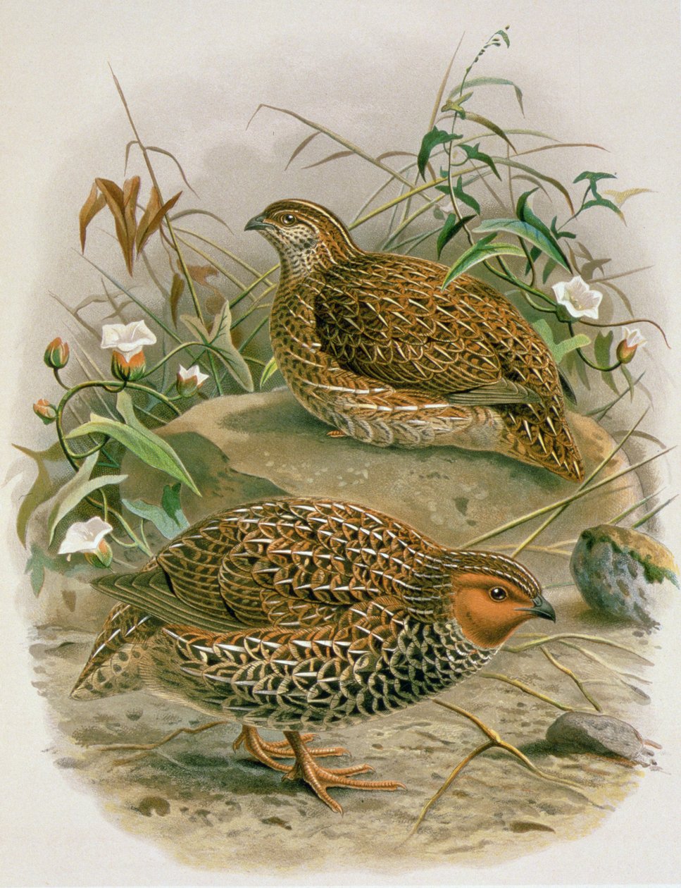 New Quail ، رسم توضيحي من "تاريخ طيور نيوزيلندا" بقلم WL Buller ، 1887-88 (chromolitho) بواسطة يوهان جيرارد كوليمانز