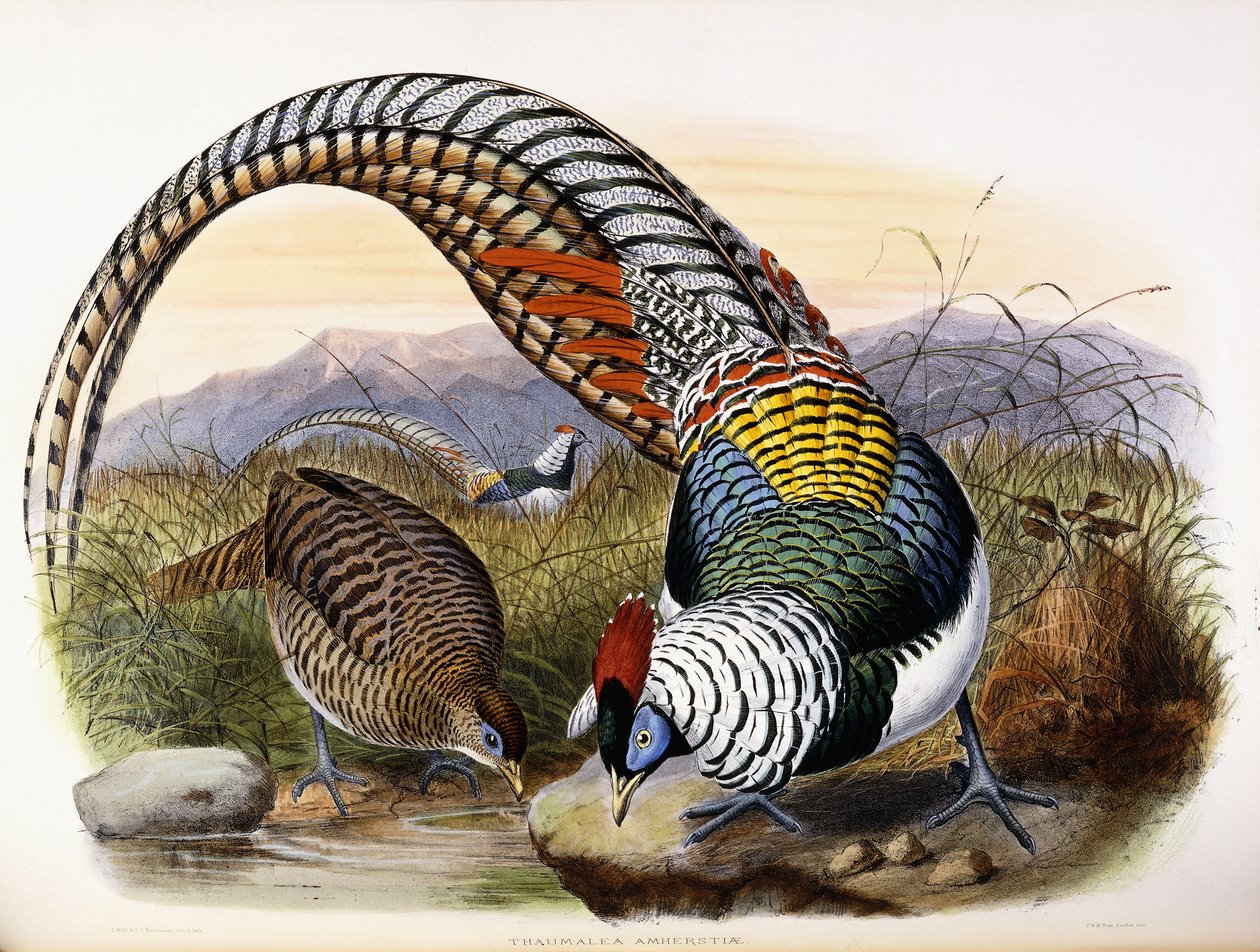Thaumalea Amherstiae بواسطة يوهان جيرارد كوليمانز