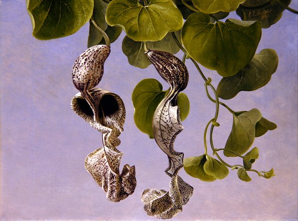 أزهار Osterluzei (Aristolochia Cymbifera) بواسطة يوهان لورنتس جنسن
