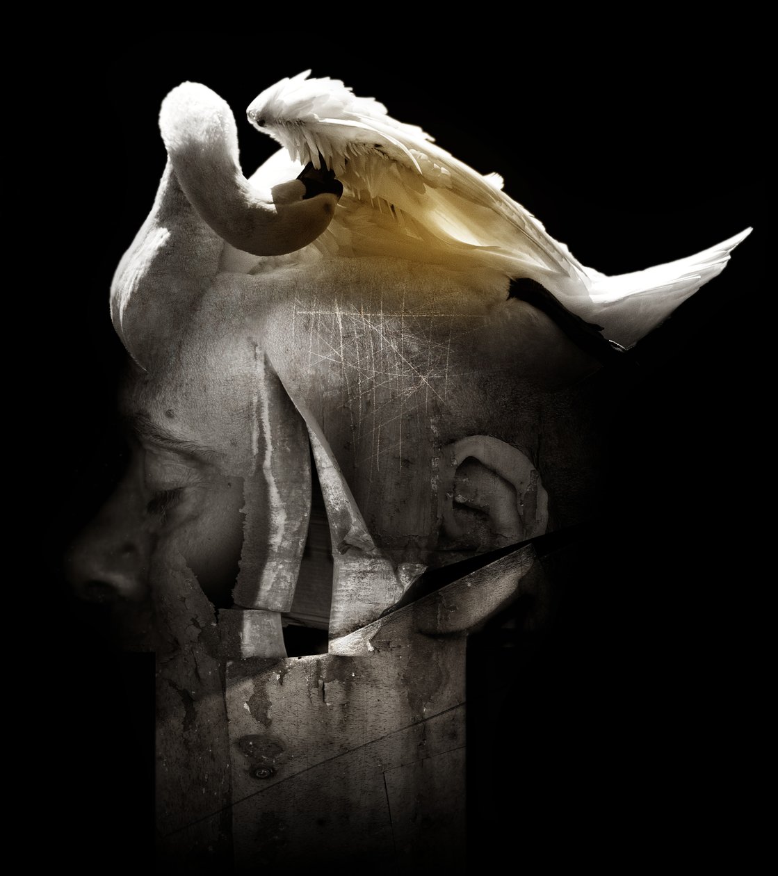 سوان ، 2013 (تصوير) بواسطة يوهان ليلجا