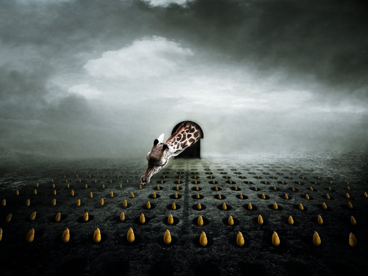 Ttulip Thief 2 ، 2013 (تصوير) بواسطة يوهان ليلجا