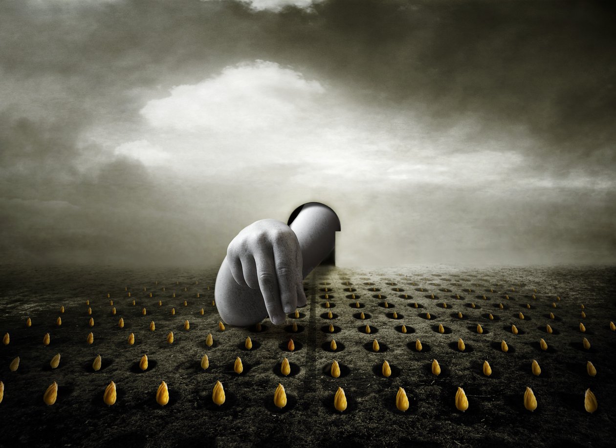 لص التوليب 2013 (تصوير) بواسطة يوهان ليلجا