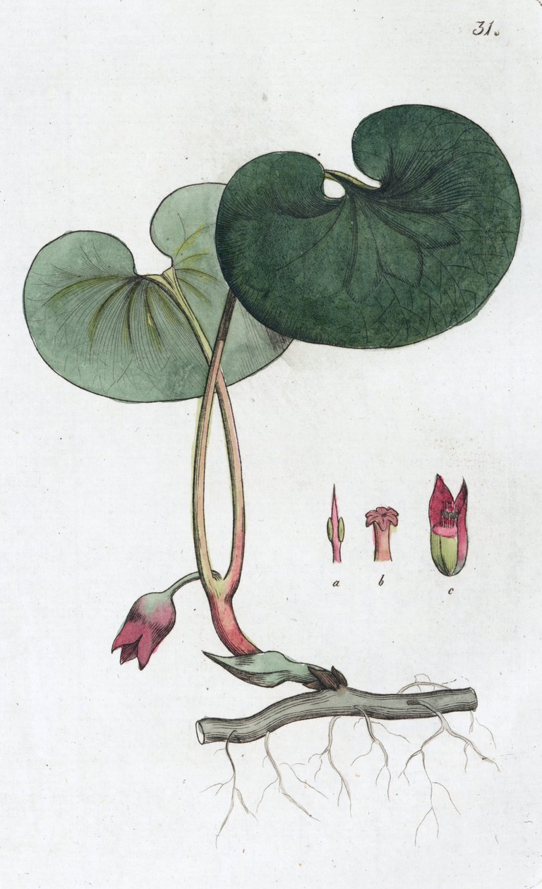 Asarabacca Asarum europaeum ، 1804-1811 بواسطة يوهان فيلهلم بالمستروخ