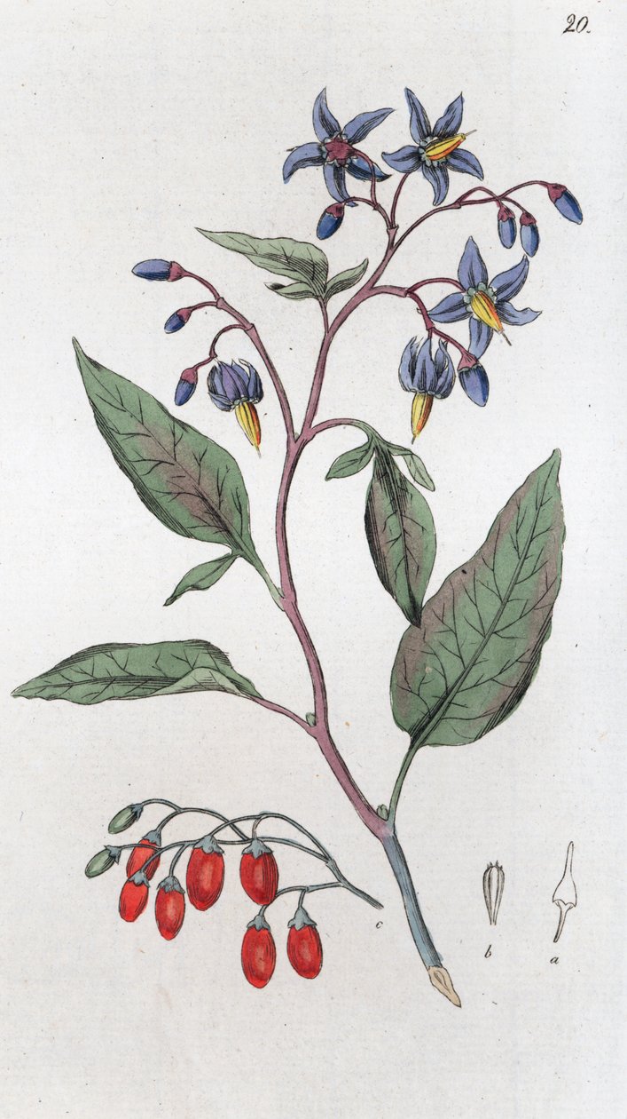 Solanum dulcamara ، حلو ومر ، 1804-1811 بواسطة يوهان فيلهلم بالمستروخ