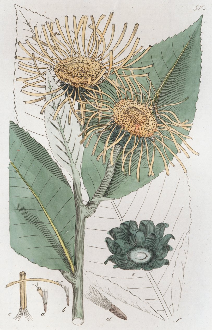 Elecampane Inula helenium ، 1804-1811 بواسطة يوهان فيلهلم بالمستروخ