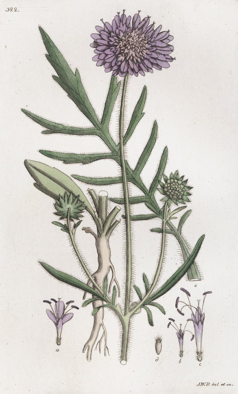 Scabious Knautia arvensis ، 1804-1811 بواسطة يوهان فيلهلم بالمستروخ