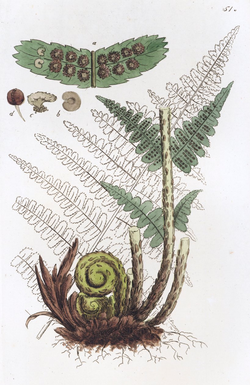 ذكر السرخس Dryopteris filix-mas ، 1804-1811 بواسطة يوهان فيلهلم بالمستروخ