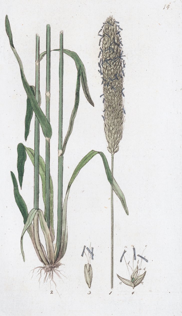 مرج الثعلب Alopecurus pratensis ، 1804-1811 بواسطة يوهان فيلهلم بالمستروخ