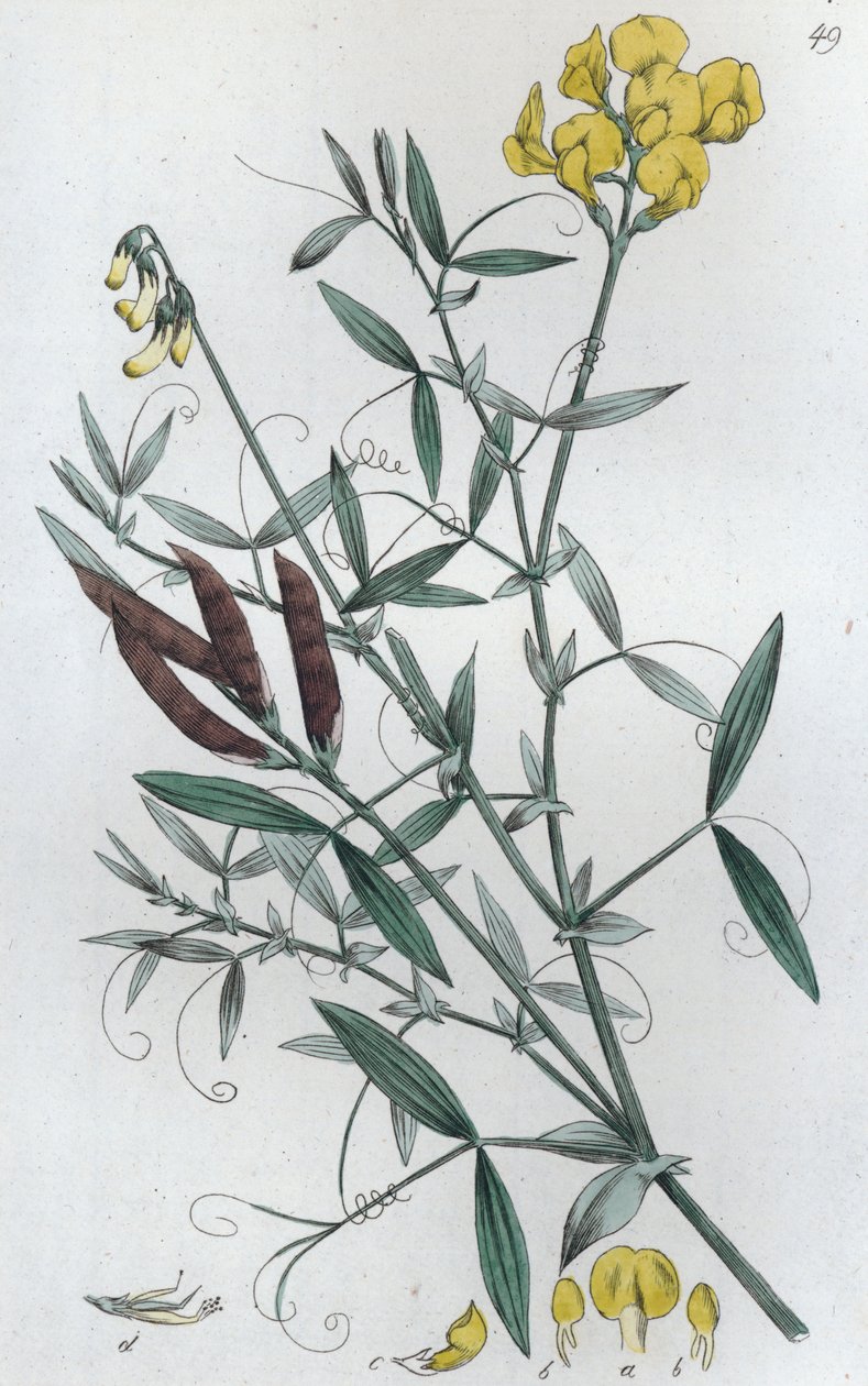 Meadow Vetchling Lathyrus pratensis ، 1804-1811 بواسطة يوهان فيلهلم بالمستروخ