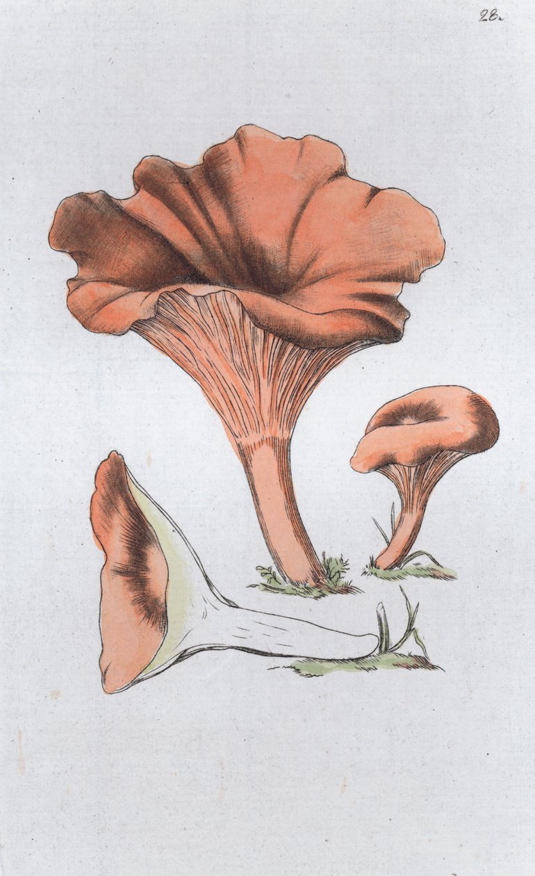 Merulius cantharellus ، 1804-1811 بواسطة يوهان فيلهلم بالمستروخ