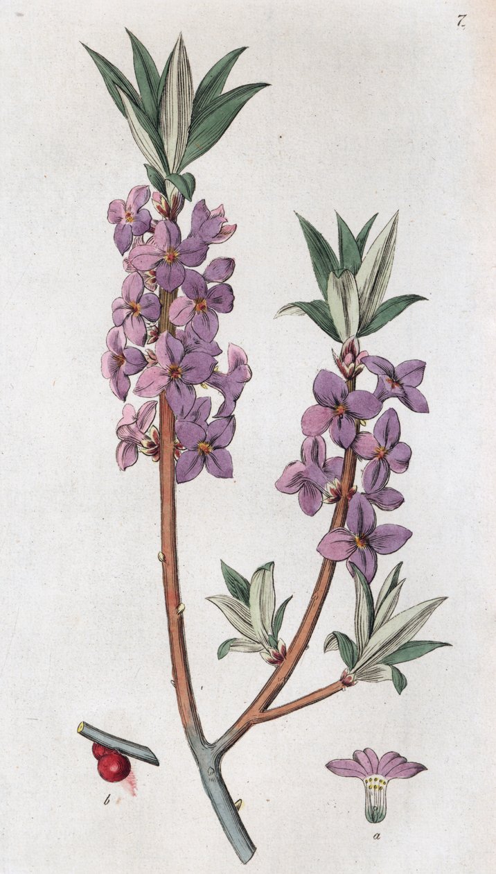 Mezereon Daphne Mezereum ، 1804-1811 بواسطة يوهان فيلهلم بالمستروخ