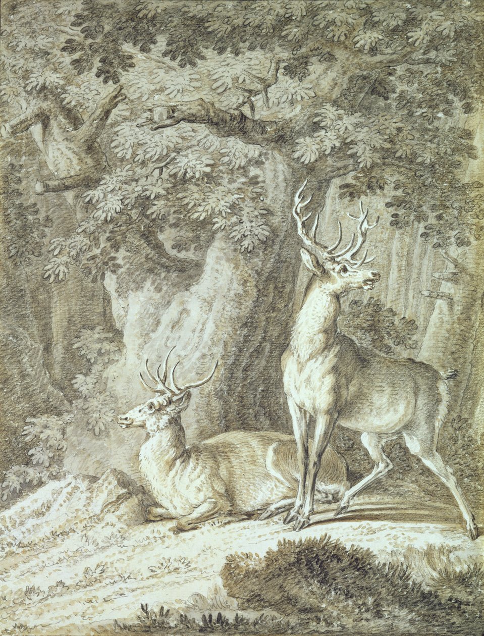 Two Stags (قلم تلوين على الورق) بواسطة يوهان إلياس ريسينجر أو ريدينغر