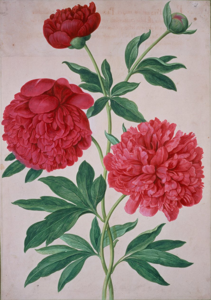 نباتات الفاونيا ، اللوحة 46 من Nassau Florilegium بواسطة يوهان جاكوب والثر