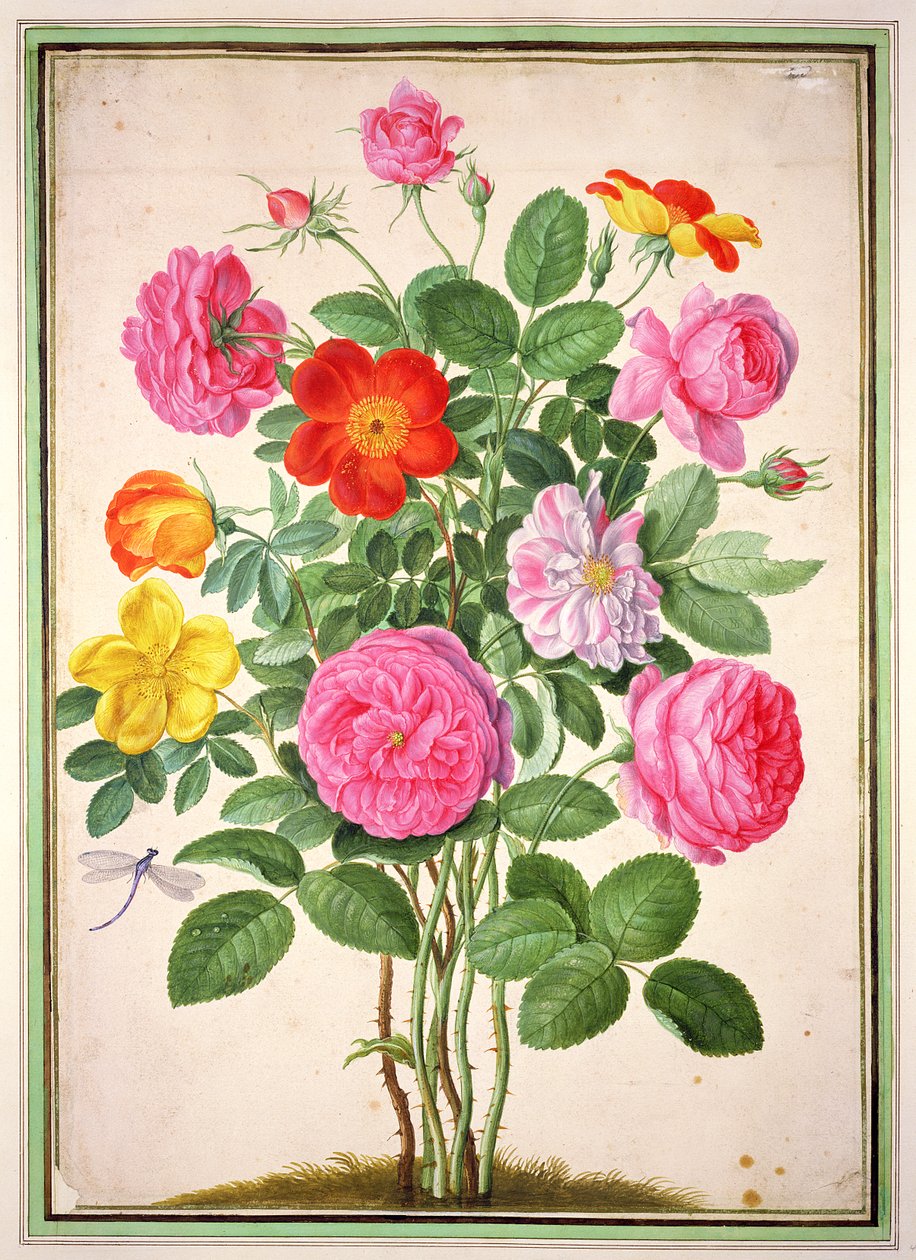 الورود ، اللوحة 4 من Nassau Florilegium بواسطة يوهان جاكوب والثر