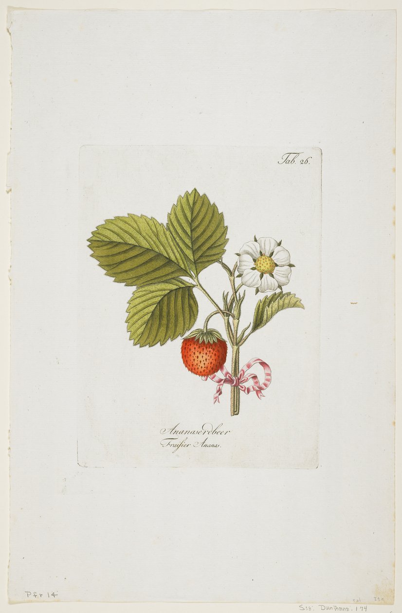 Ananaserobeer من "بومونا أوسترياكا ، أو أشجار الفاكهة النمساوية" ، 1787-96 (النقش اليدوي) بواسطة يوهان كرافت