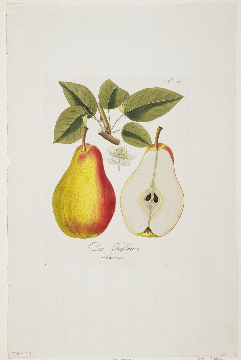 يموت فاسبيرن من "بومونا أوسترياكا ، أو أشجار الفاكهة النمساوية" ، 1787-96 (نقش يدوي) بواسطة يوهان كرافت