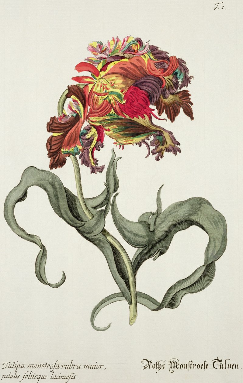 تيوليبا مونستروسا روبرا مايور من "Phythanthoza Iconographica" ، نُشرت في ألمانيا ، 1737-45 بواسطة يوهان فيلهلم وينمان