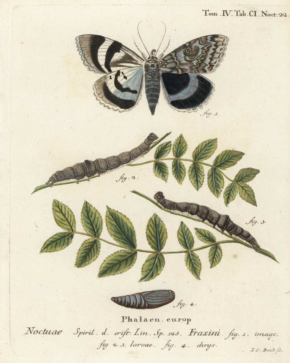 العثة الزرقاء السفلية أو Clifden nonpareil ، Catocala fraxini. نقش على لوح نحاسي ملون يدويًا بواسطة يوهان كارل بوك بعد كتاب يوجينيوس يوهان كريستوف إسبير ، الفراشات في صور من الطبيعة ، إرلانجن بواسطة يوهان كارل بوك