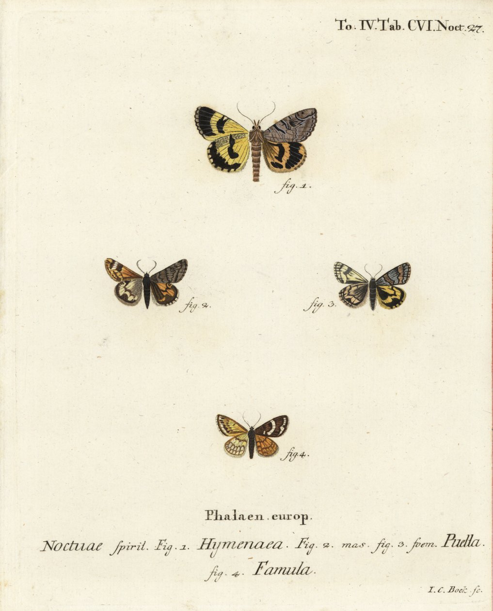 Catocala hymenaea 1 و Amerila puella 2،3 و Isturgia famula moths 4. نقش على لوح نحاسي ملون يدويًا بواسطة يوهان كارل بوك بعد Eugenius Johann Christoph Esper's The Butterflies in Pictures from Nature، Erlangen بواسطة يوهان كارل بوك