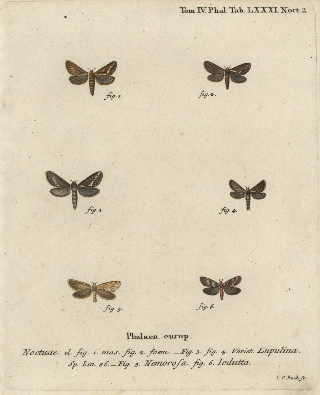 العثة السريعة الشائعة ، Korscheltellus lupulina 1-4 ، gold swift ، Phymatopus hecta 5 ، و Pharmacis carna 6. نقش على لوح نحاسي ملون يدويًا بواسطة يوهان كارل بوك بعد Eugenius Johann Christoph Esper للفراشات في الرسوم التوضيحية المستندة إلى الطبيعة ، إرلانجن بواسطة يوهان كارل بوك