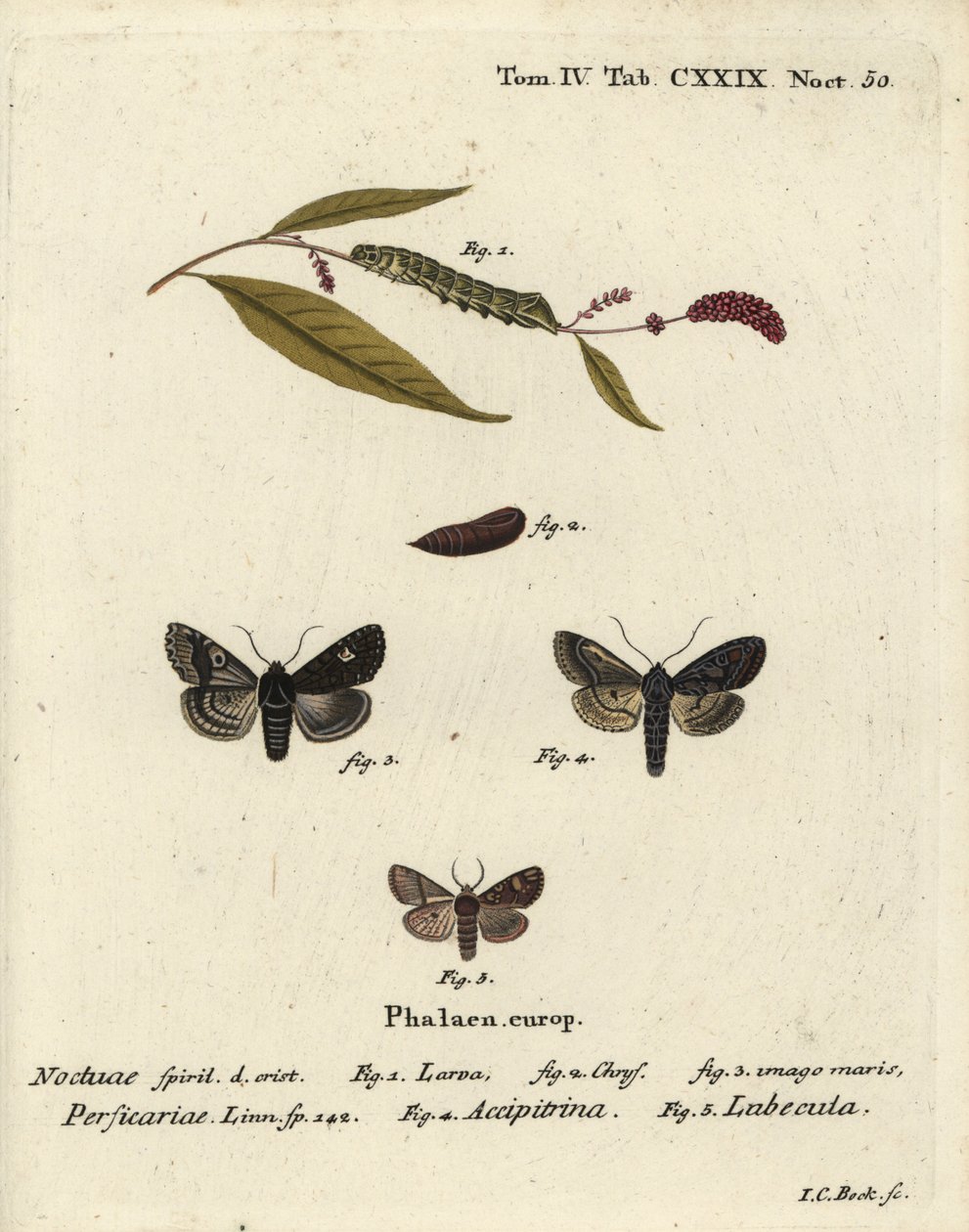 Dot و Melanchra persicariae 1-4 و Dryobota labecula 5. نقش على لوح نحاسي ملون يدويًا بواسطة يوهان كارل بوك بعد كتاب Eugenius Johann Christoph Esper للفراشات في صور من الطبيعة ، Erlangen بواسطة يوهان كارل بوك